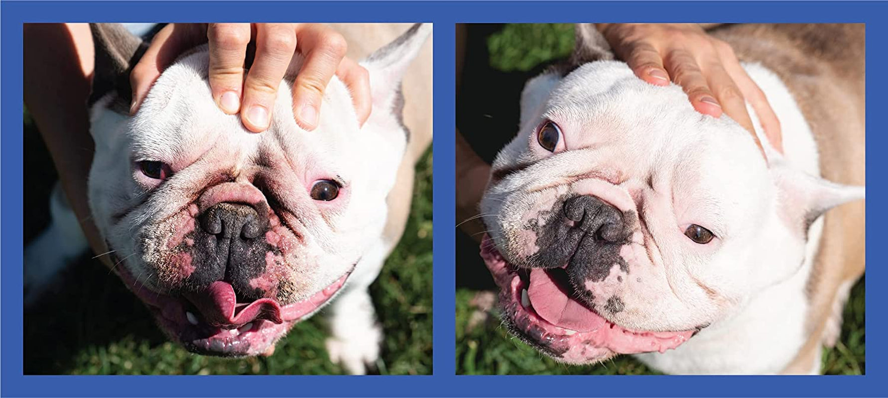 Cleaning bulldog outlet tear stains